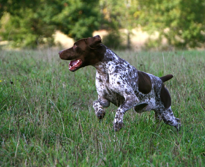 CH. TR. du Milobre de Bouisse Derby