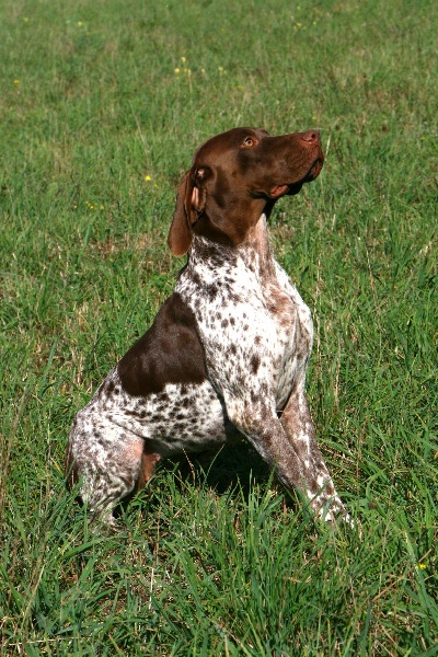 CH. TR. du Milobre de Bouisse Derby