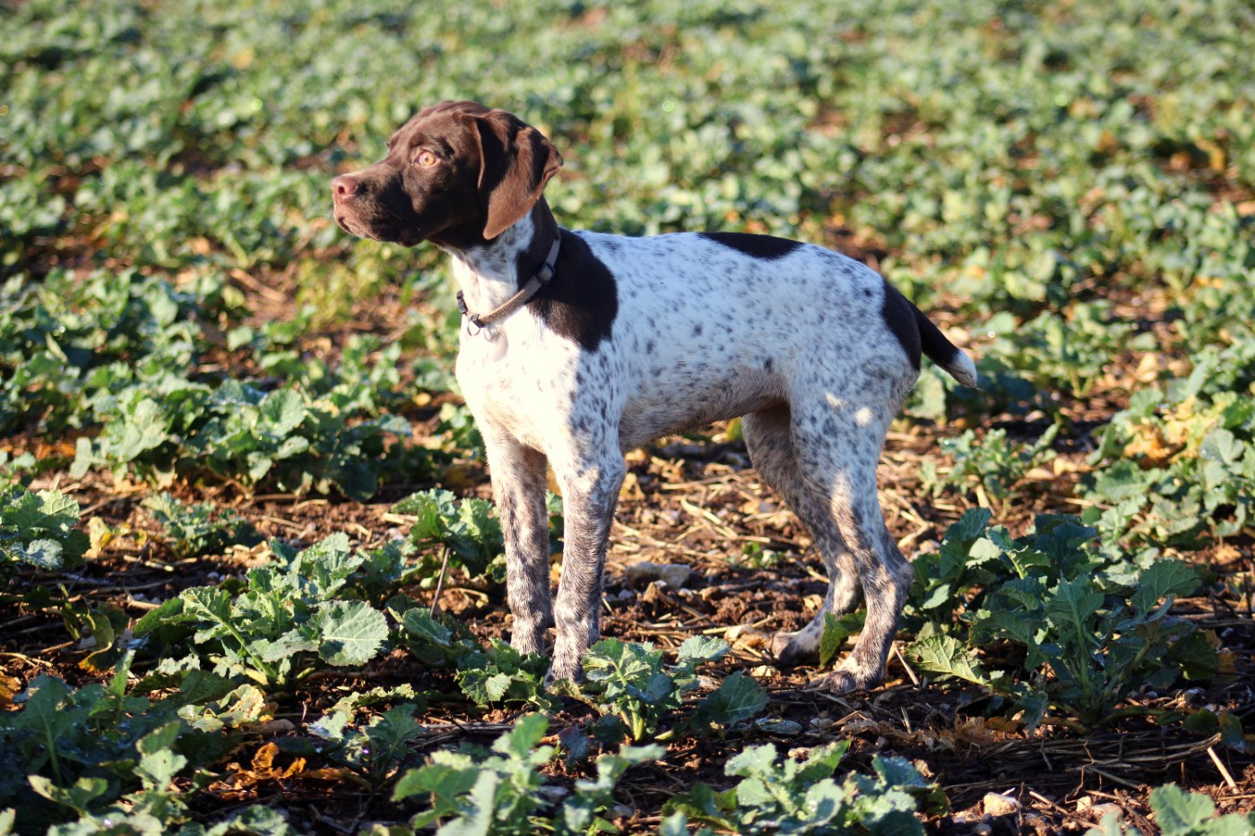VADROUILLE de Chantoizeau