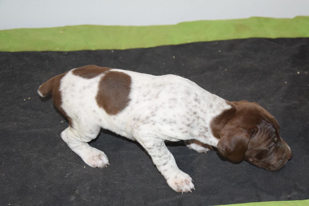 de Chantoizeau - Braque français, type Pyrenees (petite taille) - Portée née le 29/12/2018