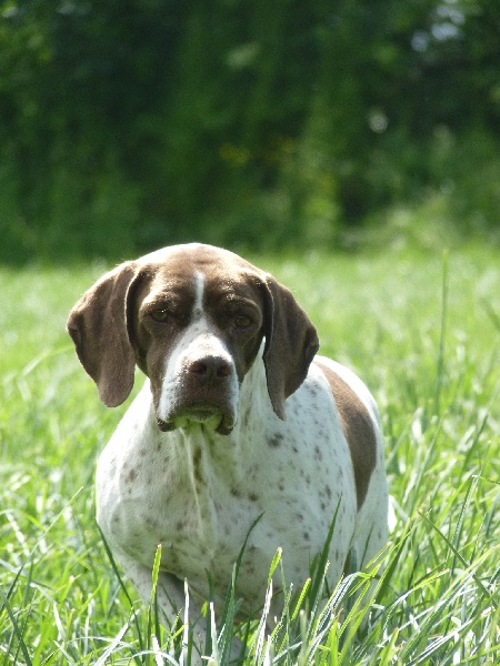 de Chantoizeau - Braque français, type Pyrenees (petite taille) - Portée née le 21/10/2010